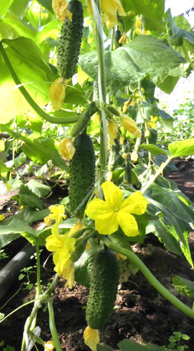 Огурец Поликарп F1 10шт. цветной пакет Манул