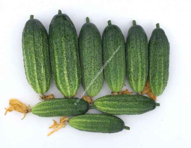 Огурец Артель F1 10шт. цветной пакет Манул