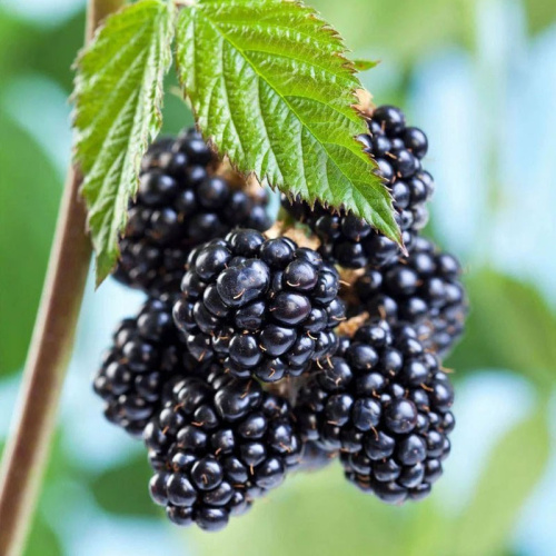 Малина черноплодная Блэк Джевел Волжский Сад