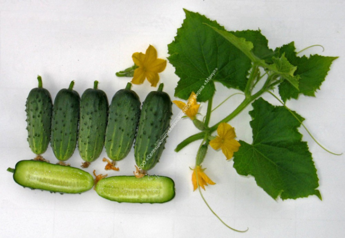 Огурец Балалайка F1 10шт. цветной пакет Манул