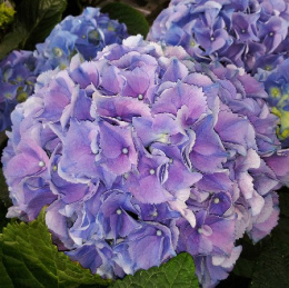Гортензия крупнолистовая Эрли Блю, P12, без упаковки в контейнере Colorline