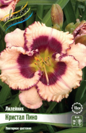 Лилейник Кристал Пино 1шт. Colorline