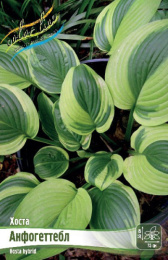 Хоста Анфогеттебл 1шт. Colorline