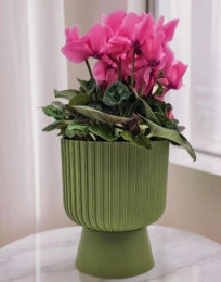 Горшок для цветов пластиковый Бекер со съемным поддоном 2,8л d-17,5см h-19,5см папоротник 5plast 5PL0736