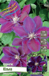 Клематис Юлька 2шт. Colorline