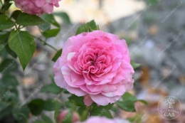 Роза флорибунда Баронесса, розовый, h-60-80см, d-6-8см Волжский Сад