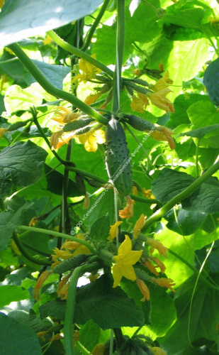 Огурец Желудь F1 10шт. цветной пакет Манул