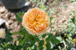 Роза шраб (Английская) Краун Принцесс Маргарет, желтый, h-160-180см, d-8-10см Волжский Сад ВС001-407