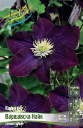 Клематис Варшавска Найк 2шт. Colorline