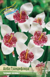 Тигридия Алба Грандифлора  3шт. Эконом Colorline