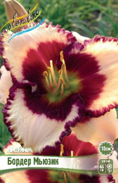 Лилейник Бордер Мьюзик 1шт. Colorline