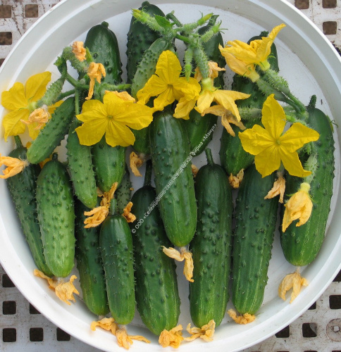 Огурец Капитан F1 10шт. цветной пакет Манул