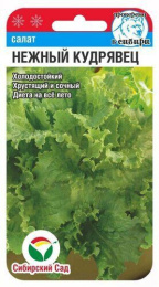 Салат листовой Нежный кудрявец 0,5г цветной пакет Сибирский сад