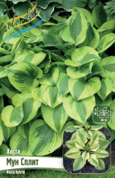 Хоста Мун Сплит 1шт. Colorline