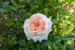 Роза чайно-гибридная Тсумуги, светло-розовый, h-90-110см, d-9-11см Волжский Сад ВС001-617