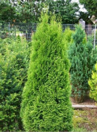 Туя западная Смарагд, C3 50-60см, без упаковки в контейнере Colorline
