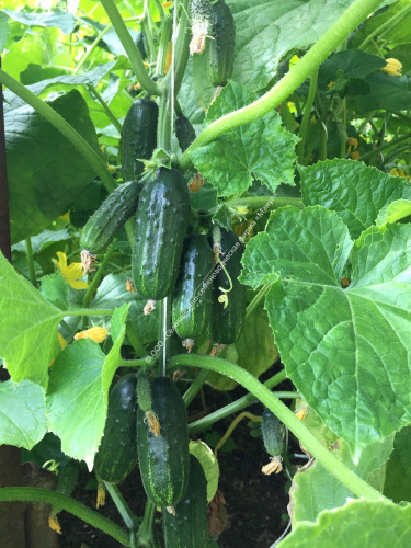 Огурец Батончики F1 10шт. цветной пакет Манул