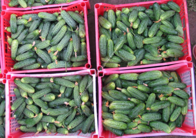 Огурец Балалайка F1 10шт. цветной пакет Манул