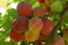 Слива Персиковая Волжский Сад