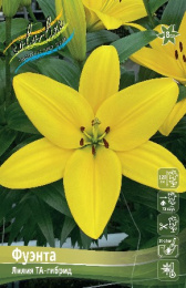 Лилия Фуэнта 12/14 7шт. (ТА) Colorline