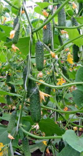 Огурец Карусель F1 10шт. цветной пакет Манул