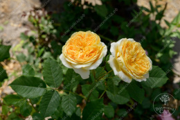 Роза шраб Голден Зест, желтый, h-120-130см, d-10-12см Волжский Сад ВС001-428