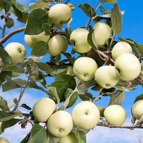 Яблоня Белый налив Волжский Сад