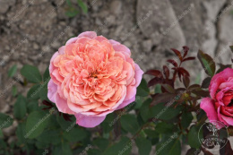 Роза шраб Мияби, розовый, оранжевый, h-90-110см, d-9-11см Волжский Сад ВС001-666