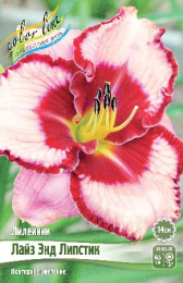 Лилейник Лайз Энд Липстик 1шт. Colorline