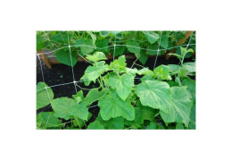 Сетка шпалерная пластиковая, размер 2х10м, ячейка 150х150мм Садовита