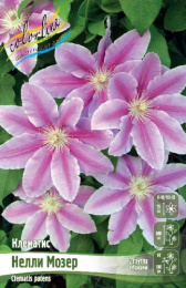 Клематис Нелли Мозер 2шт. Colorline