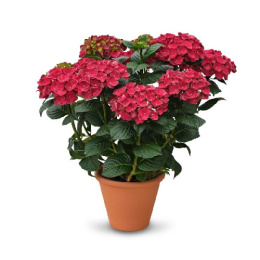 Гортензия крупнолистовая Рана, P12, без упаковки в контейнере Colorline