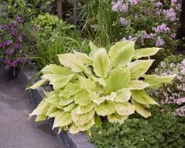 Хоста Лемон Фезерс 1шт. Colorline