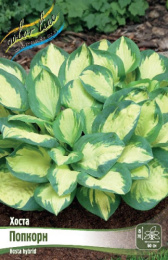 Хоста Попкорн 1шт. Colorline