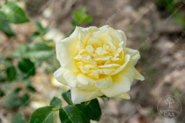 Роза шраб (Английская) Голден Селебрейшн, желтый, h-120-150см, d-12-14см Волжский Сад ВС001-227