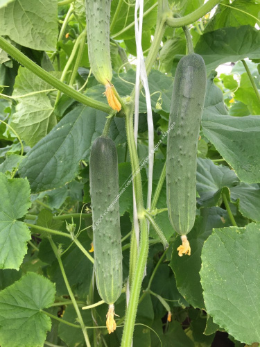 Огурец Апрельский F1 10шт. цветной пакет Манул