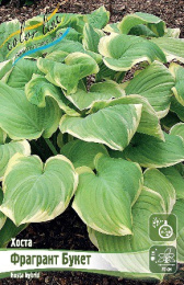 Хоста Фрагрант Букет 1шт. Colorline