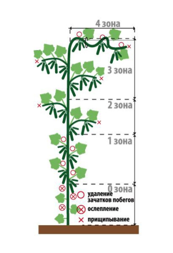 Огурец Маша F1  6шт. цветной пакет Аэлита