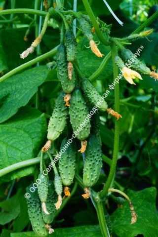 Огурец Теремок F1 10шт. цветной пакет Манул