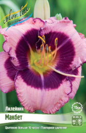 Лилейник Макбет 1шт. Colorline
