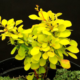 Барбарис Тунберга Аурея, Р9, в цветной коробке Colorline