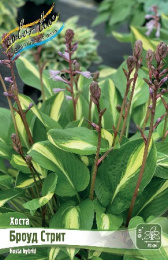 Хоста Броуд Стрит 1шт. Colorline