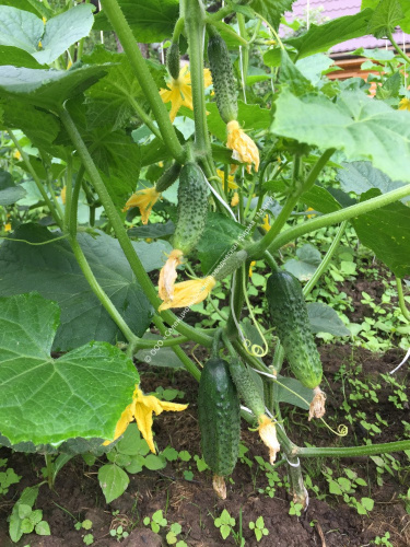 Огурец Кузнечик F1 10шт. цветной пакет Манул