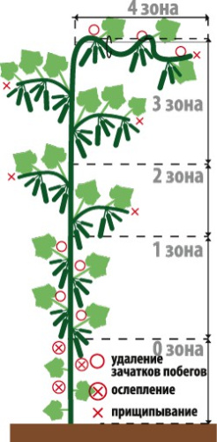 Огурец Маша F1 10шт. цветной пакет Аэлита