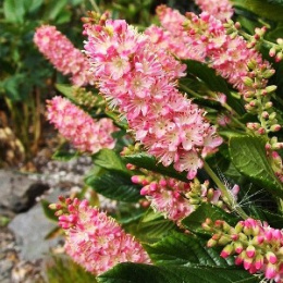 Клетра ольхолистная Пинк Спаер, Р9, в цветной коробке Colorline