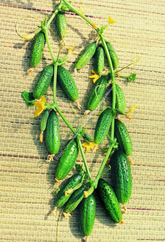 Огурец Анюта F1 10шт. цветной пакет Манул