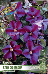 Клематис Стар Оф Индия 2шт. Colorline
