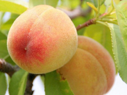 Персик Донской ранний Волжский Сад