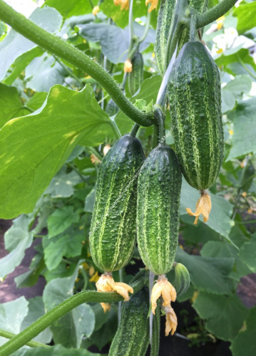 Огурец Артель F1 10шт. цветной пакет Манул