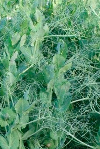 Горох посевной Софья 0,5кг Гавриш